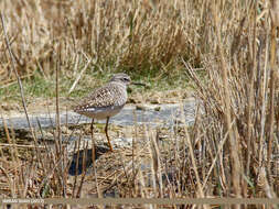 Image of Wood Sandpiper