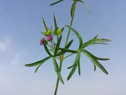 Image of cut-leaved cranesbill