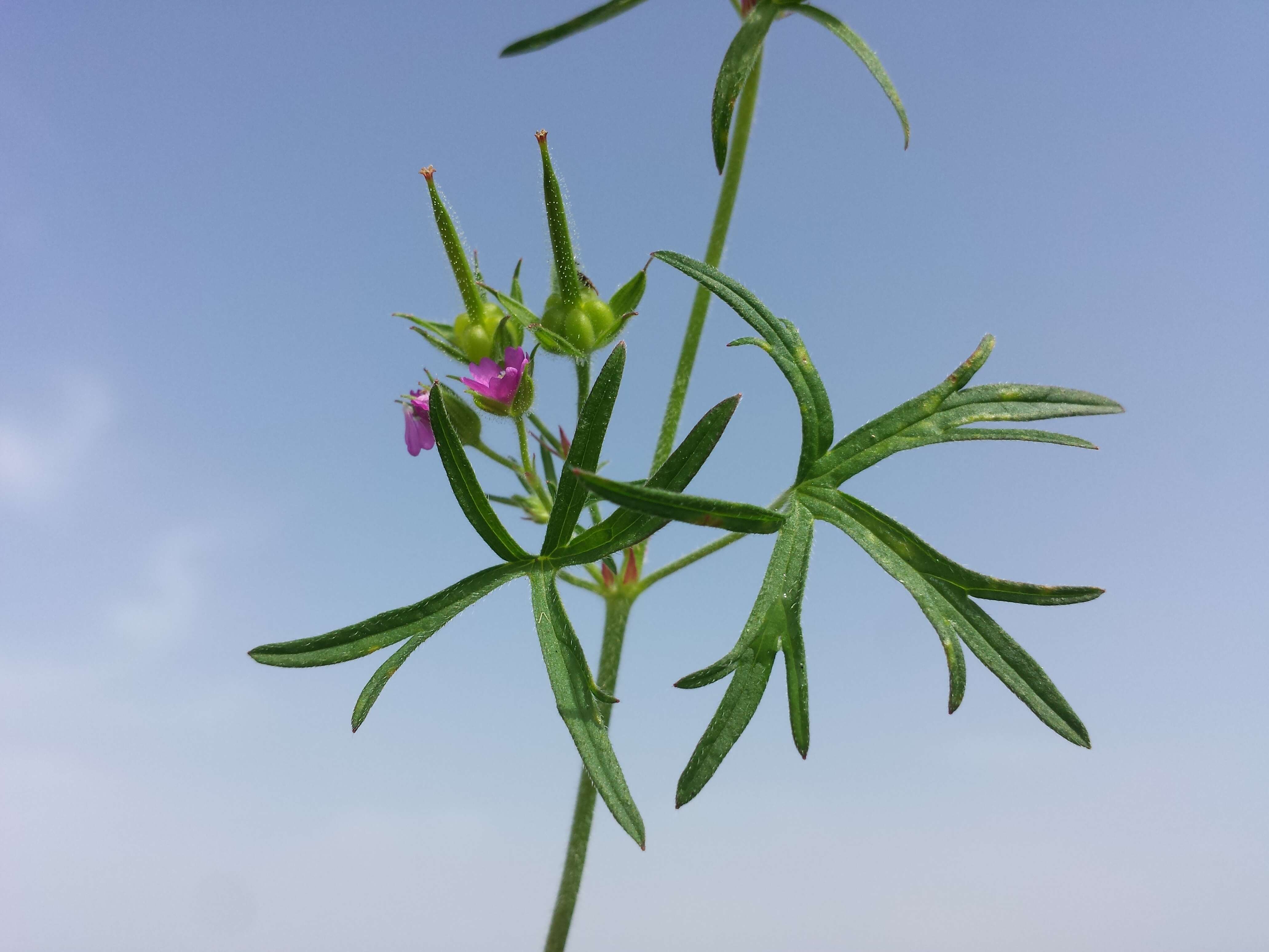 Plancia ëd Geranium dissectum L.