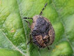 Image of sloe bug