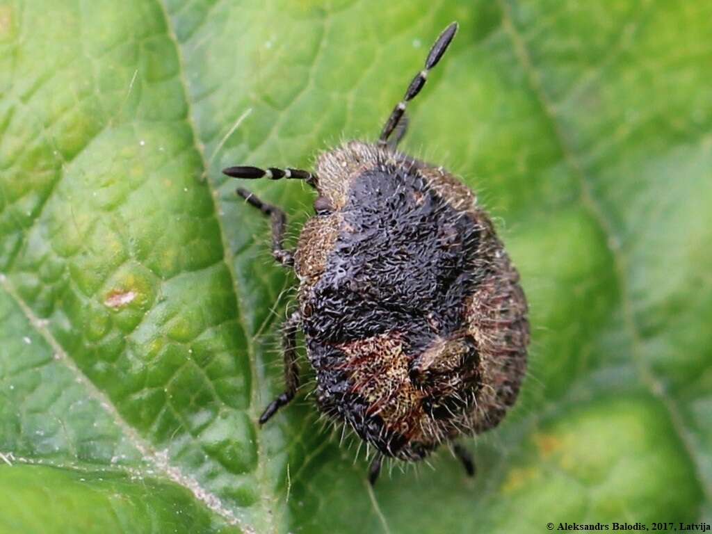 Image of sloe bug