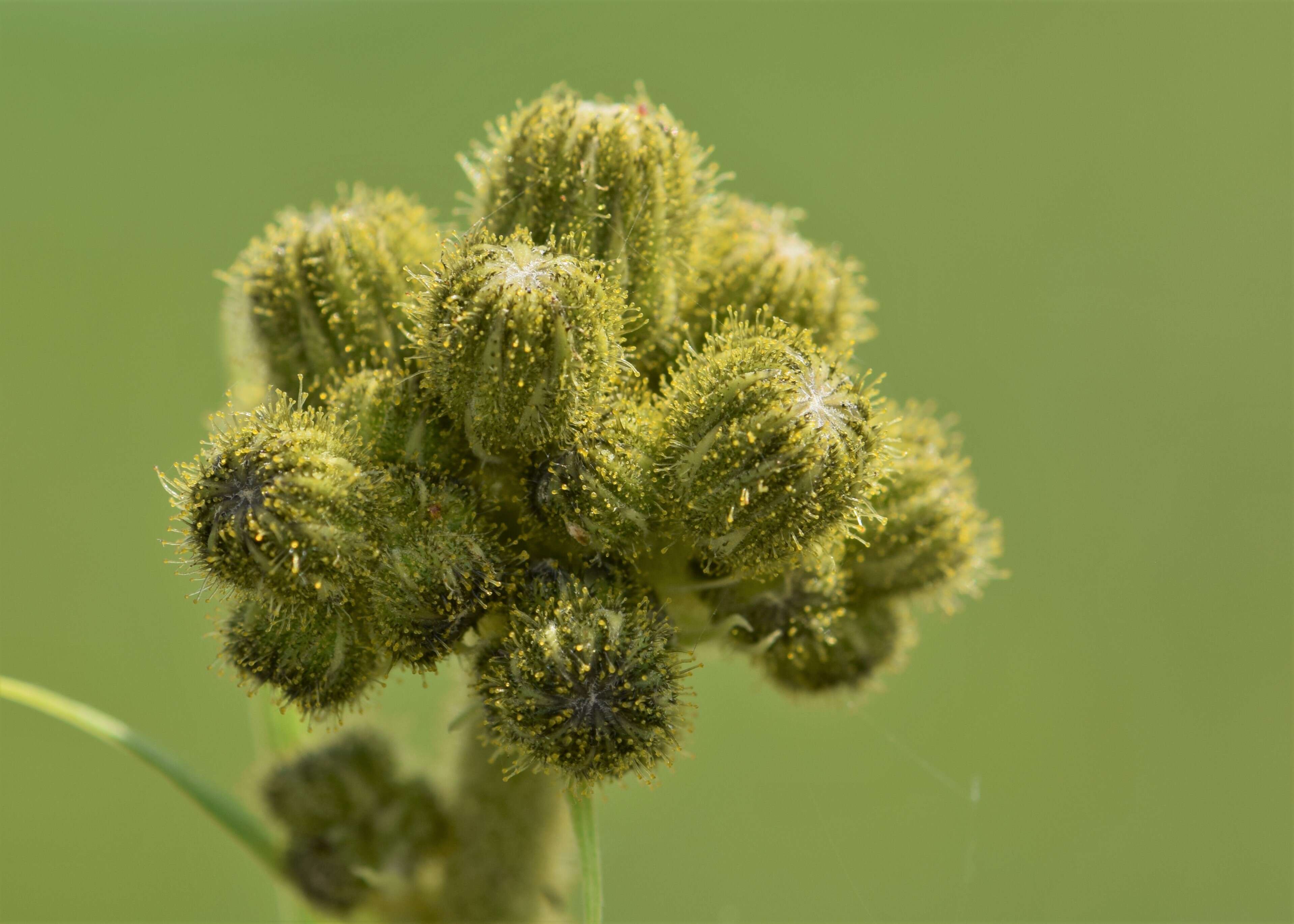 Image of marsh sow-thistle