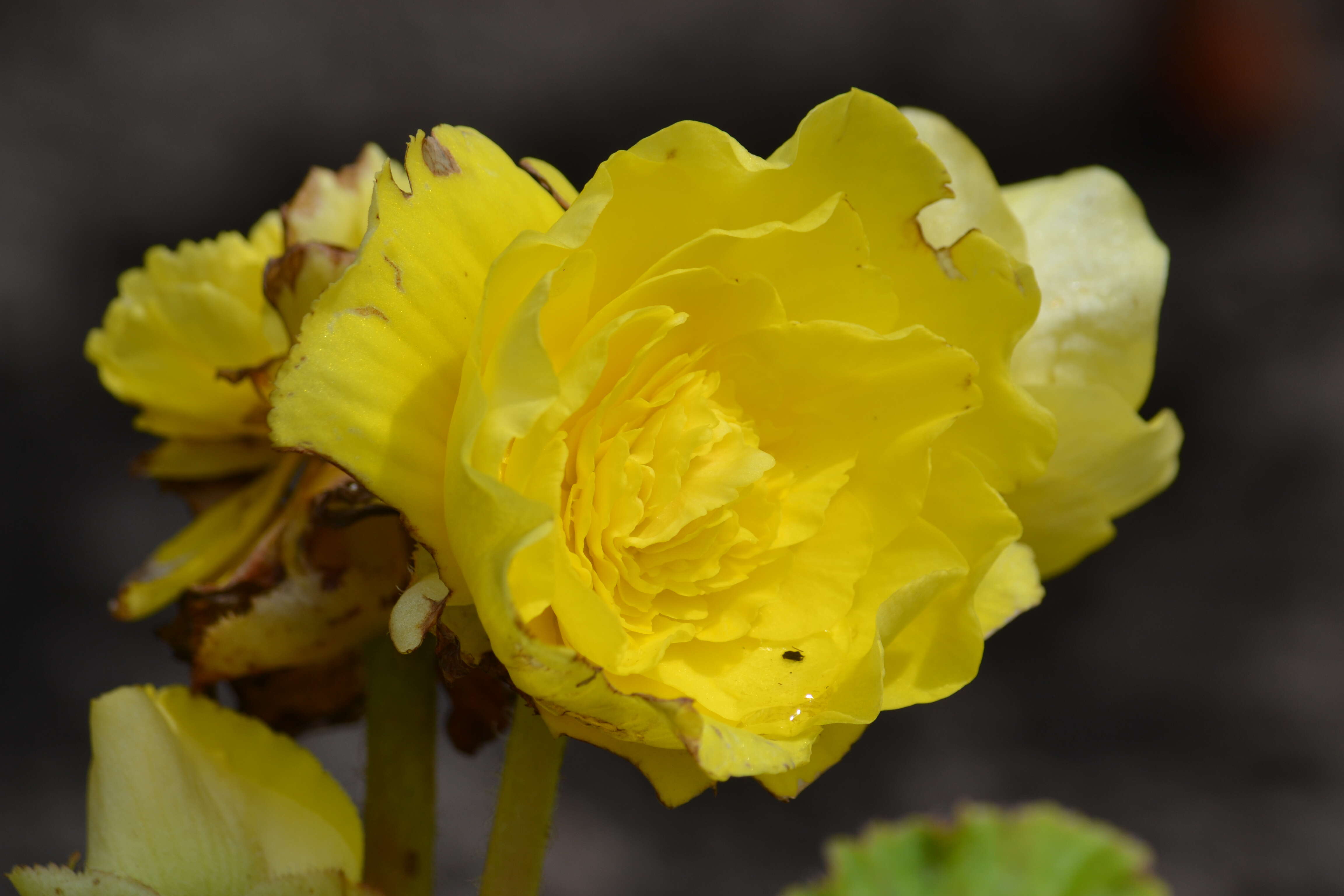 Image of Begonia tuberhybrida Voss