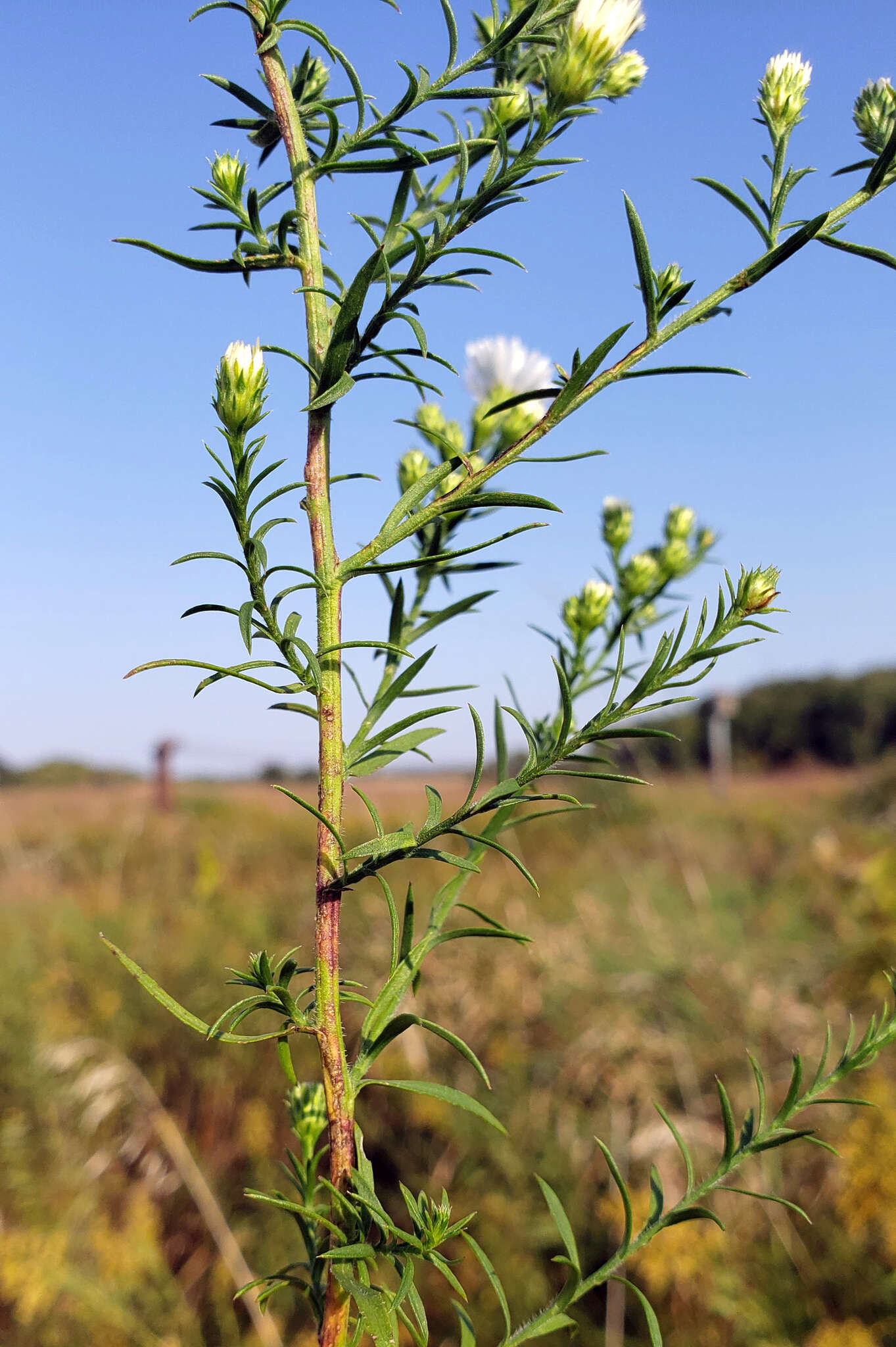 Image of hairy white oldfield aster