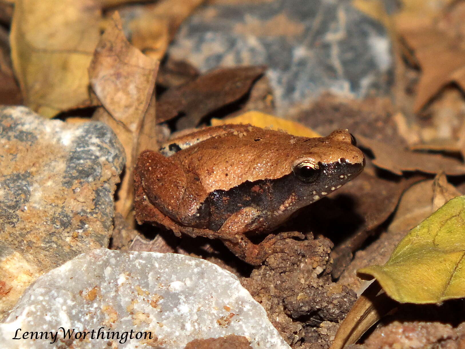 Image of Arcuate-spotted Pygmy Frog