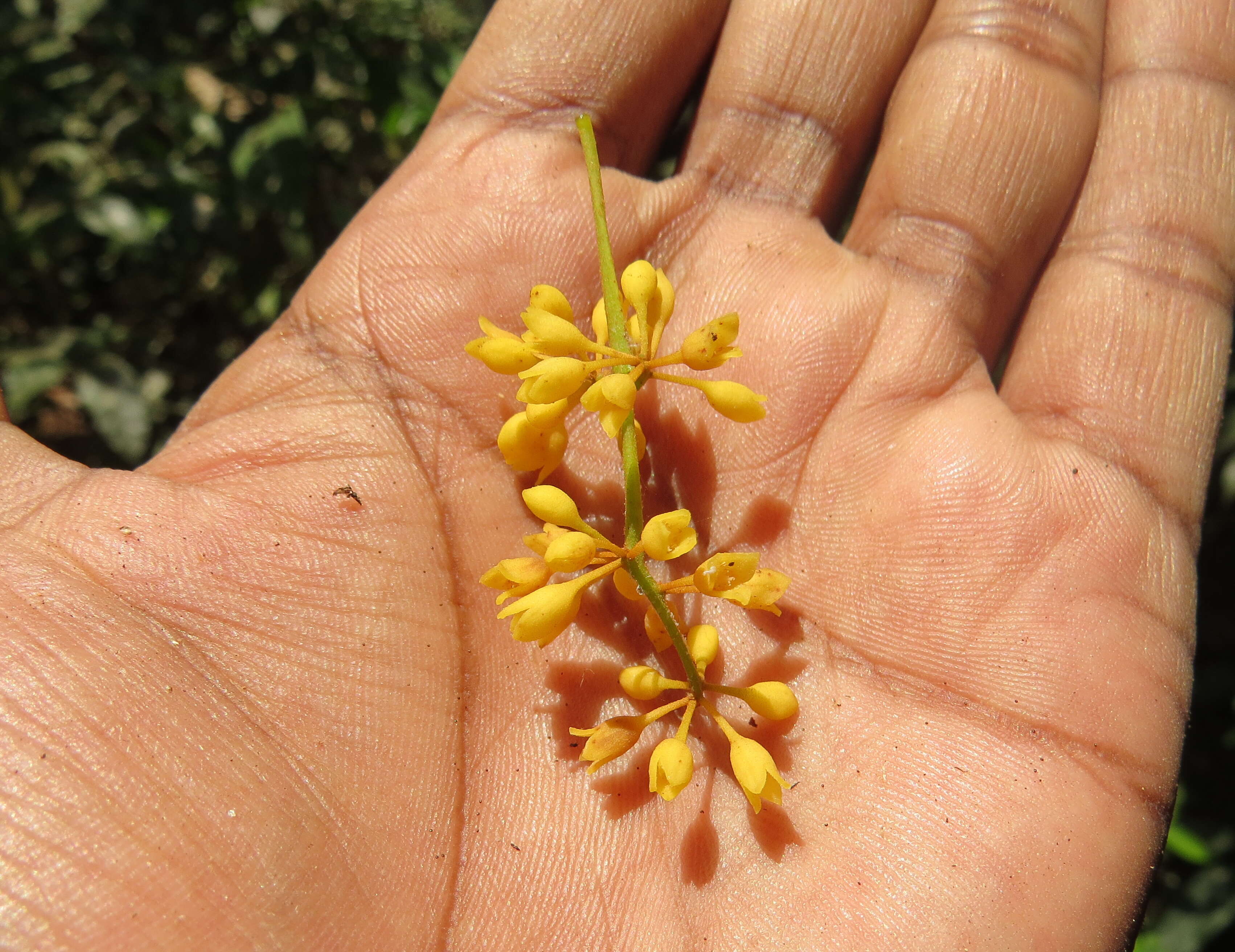 Image of Gymnacranthera canarica (Bedd. ex King) Warb.