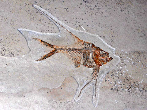 Image of Sorbinichthys