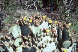 Image of Black-spined pricklypear