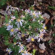 Image of wavyleaf aster