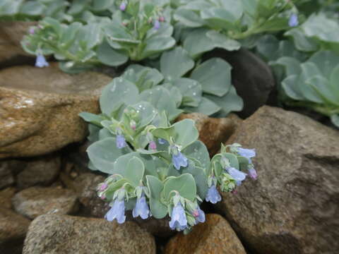 Image of oysterleaf