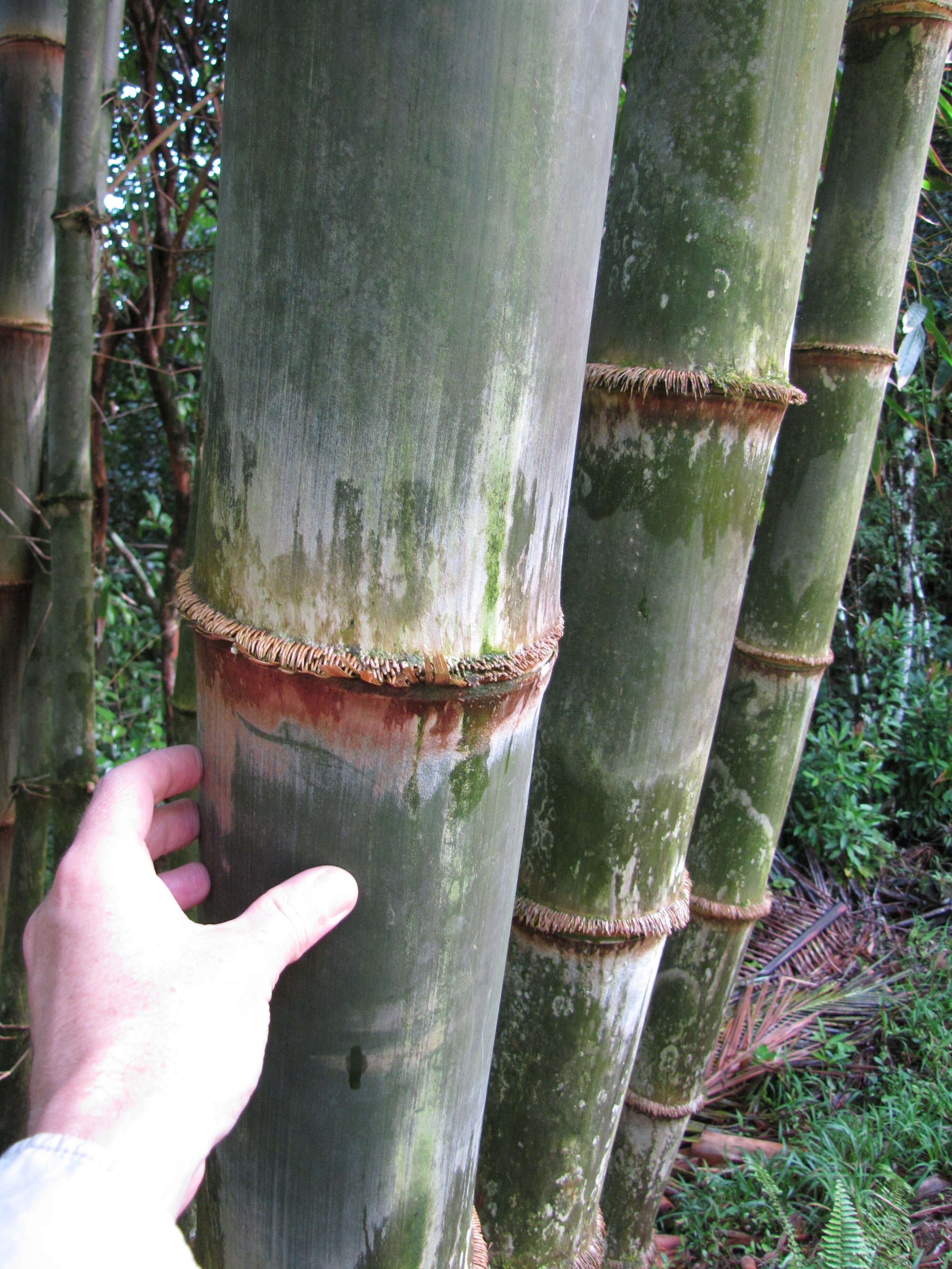 Image of giant bamboo