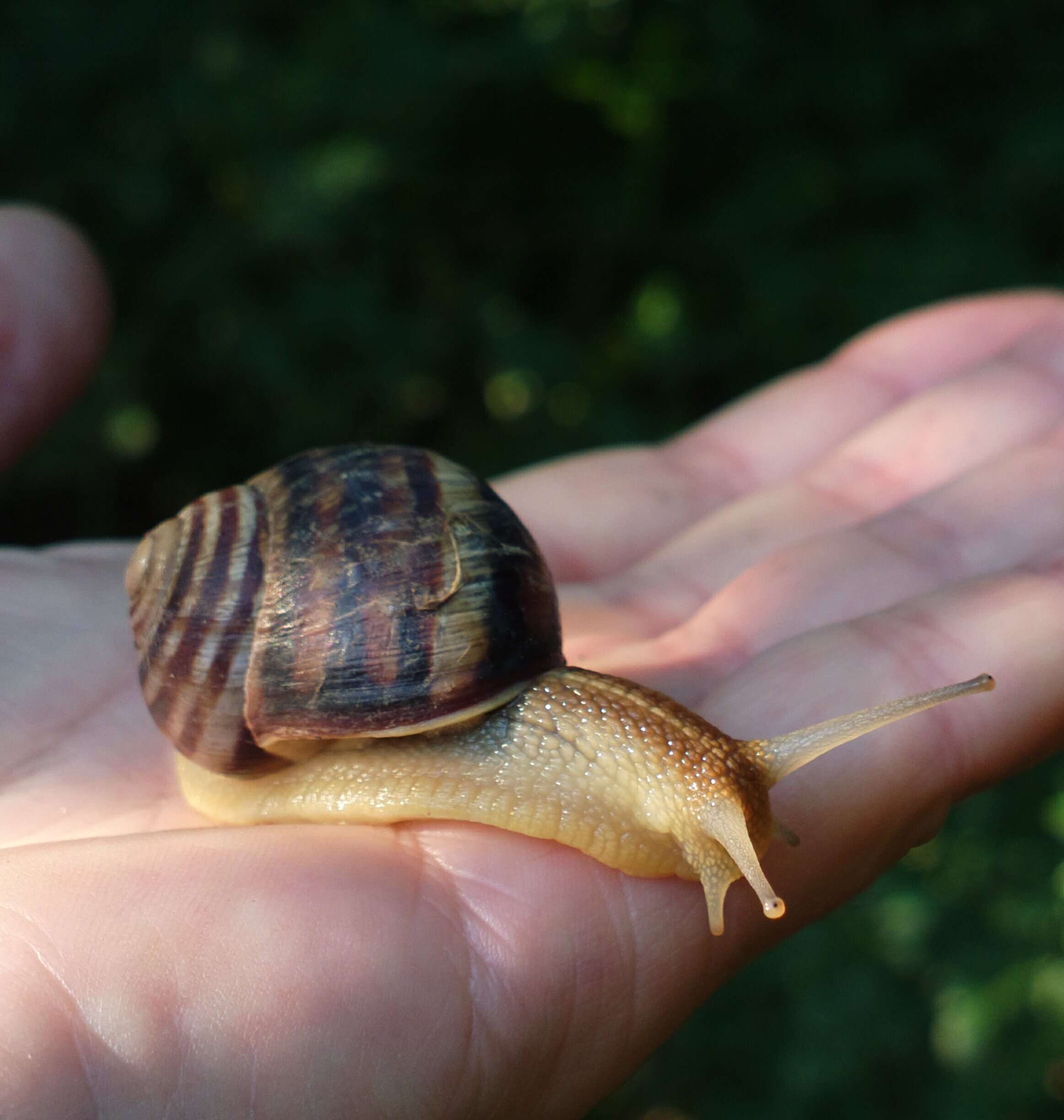 Image of Helix albescens Rossmässler 1839