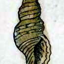 Image of Daphnella ticaonica (Reeve 1845)