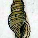 Image de Daphnella ticaonica (Reeve 1845)