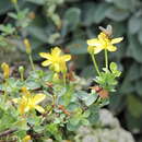 Image of Hypericum pallens Banks & Sol.