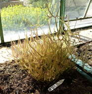 Image of Drosera binata Labill.