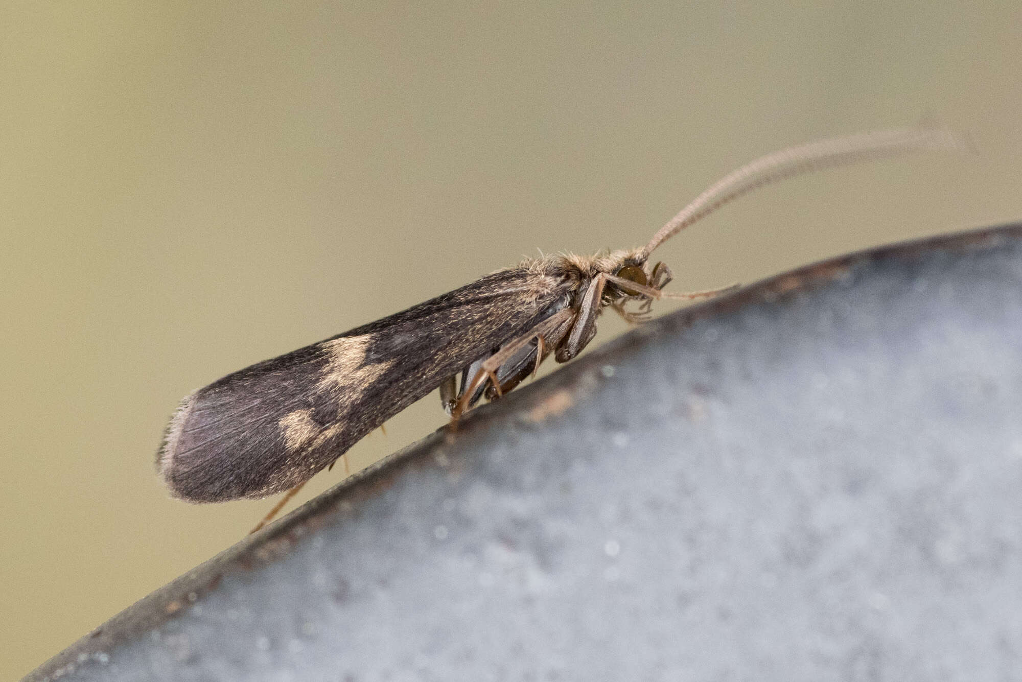 Image of Neureclipsis bimaculata (Linnaeus 1758)