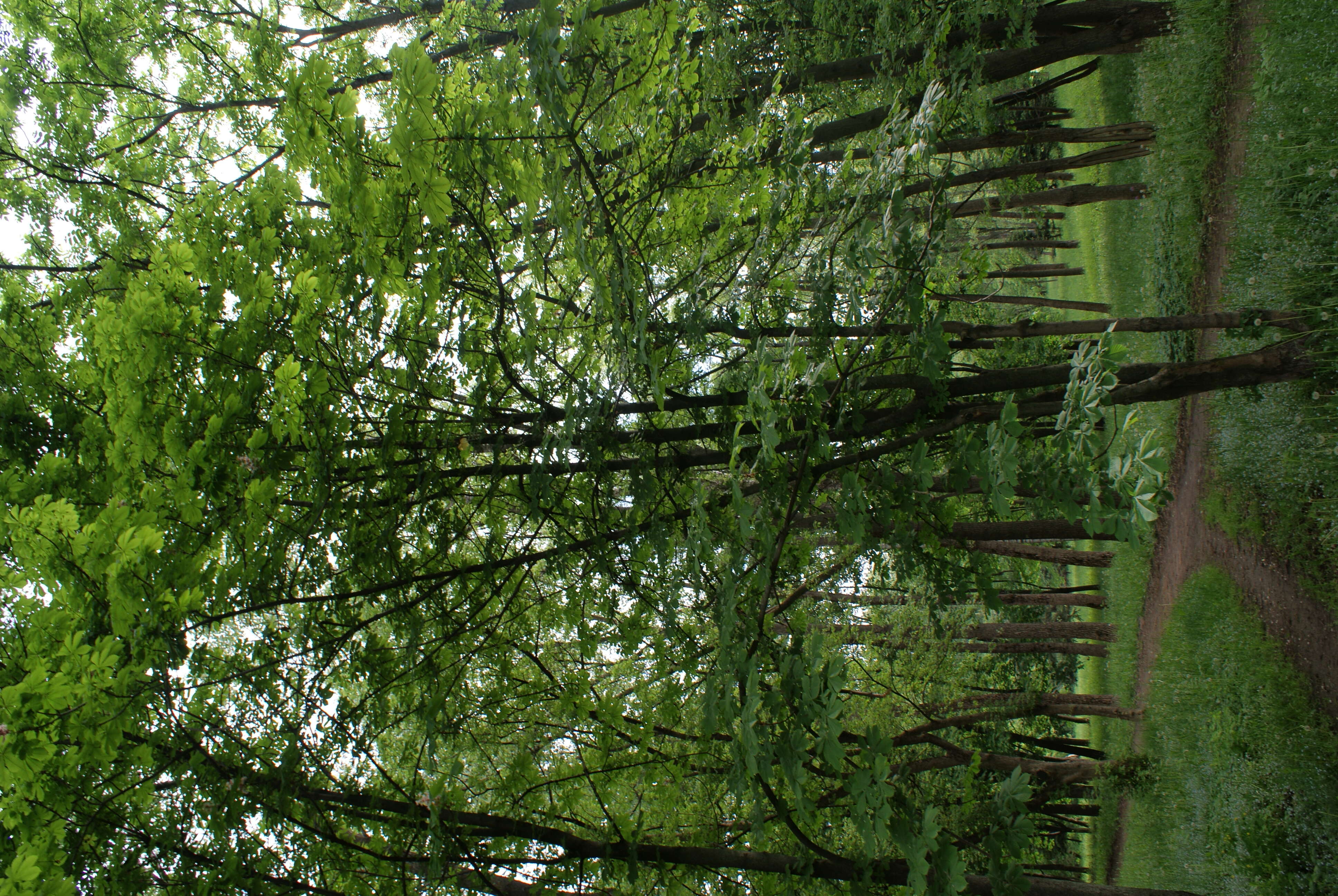 Image of European horse chestnut