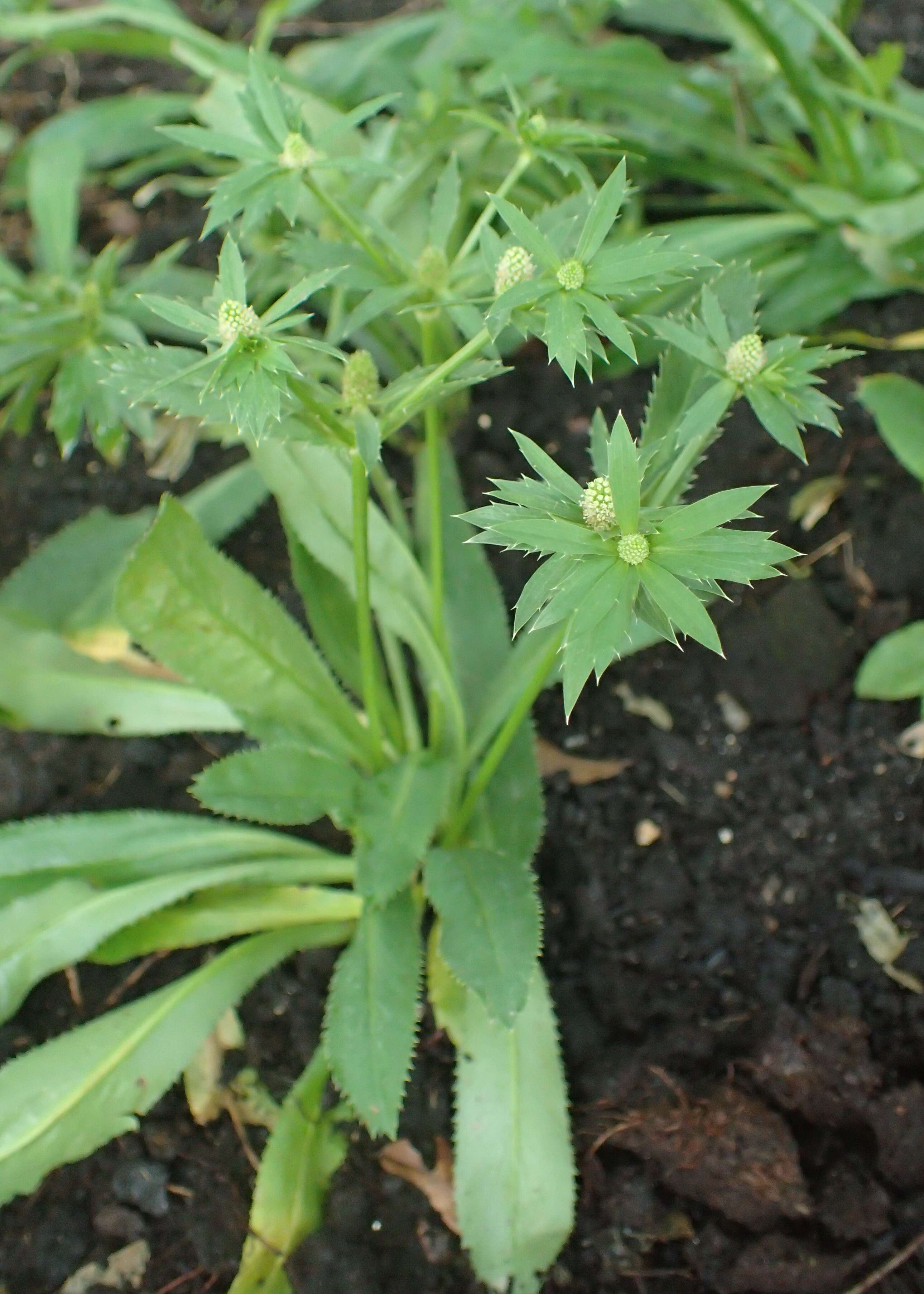 Eryngium foetidum L. resmi