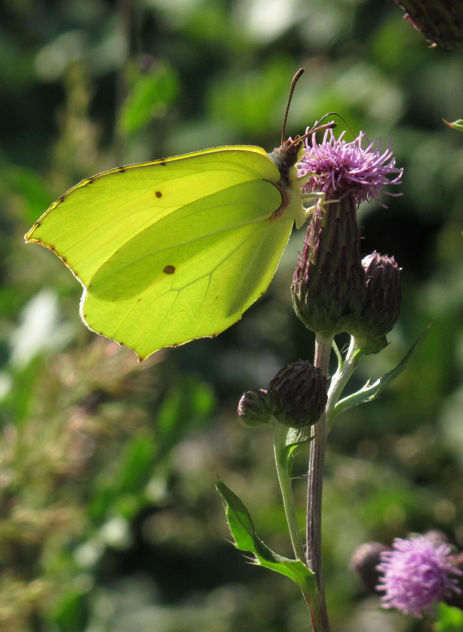 Imagem de Gonepteryx rhamni (Linnaeus 1758)