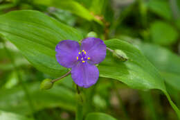 Image of Ernest's spiderwort