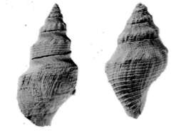 Image of Megasurcula wynoocheensis