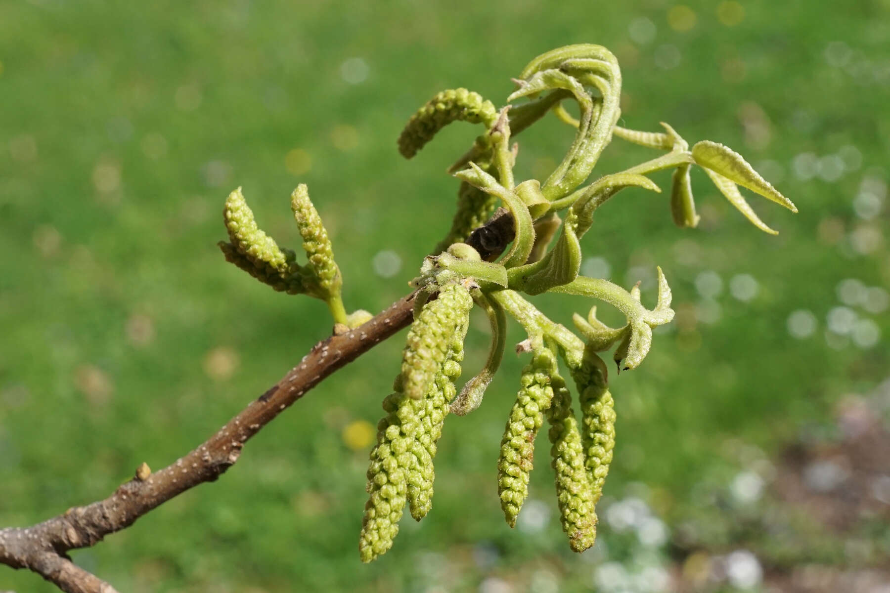 Image of bitternut hickory