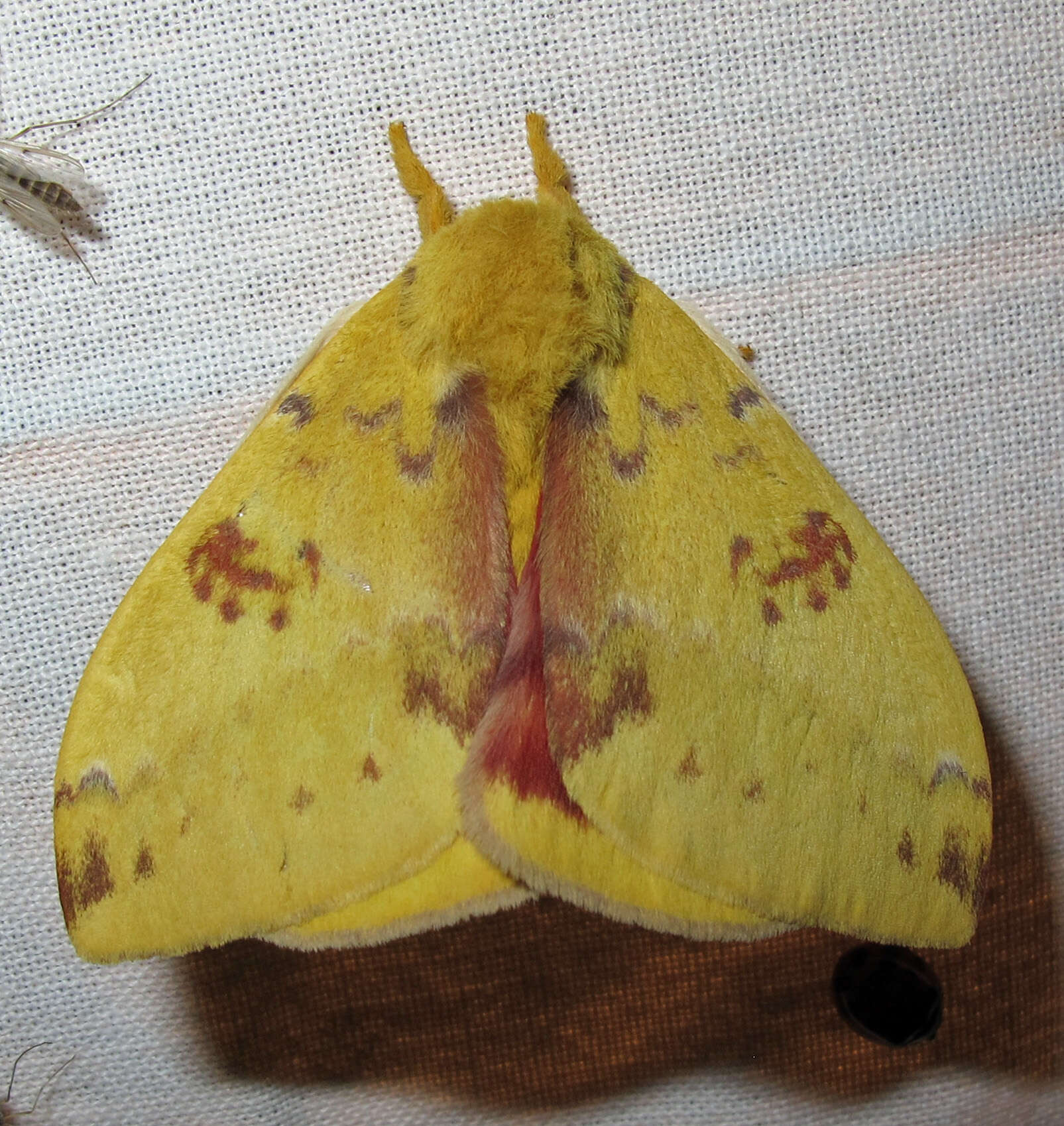 Image of Io Moth