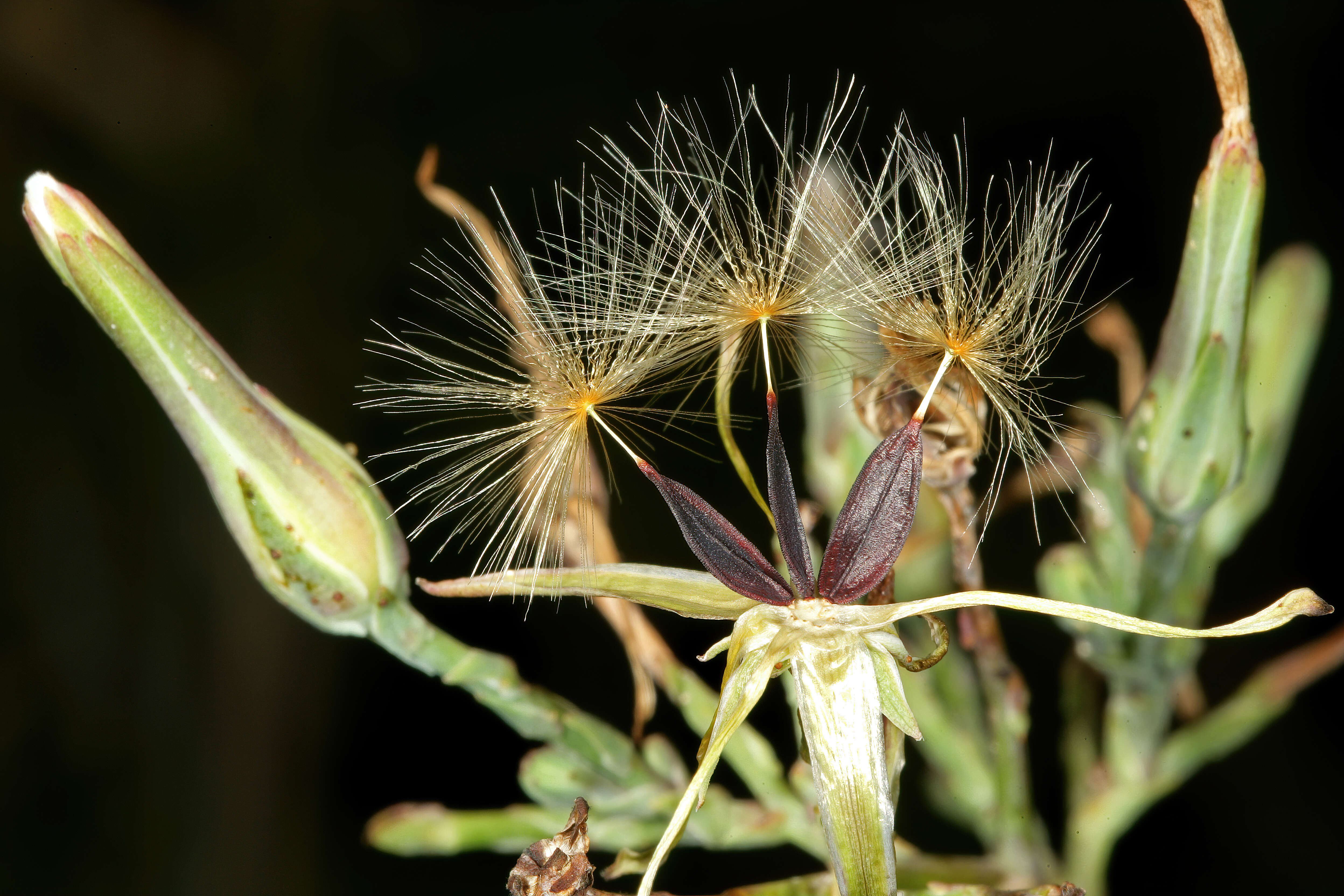 Image of wild lettuce