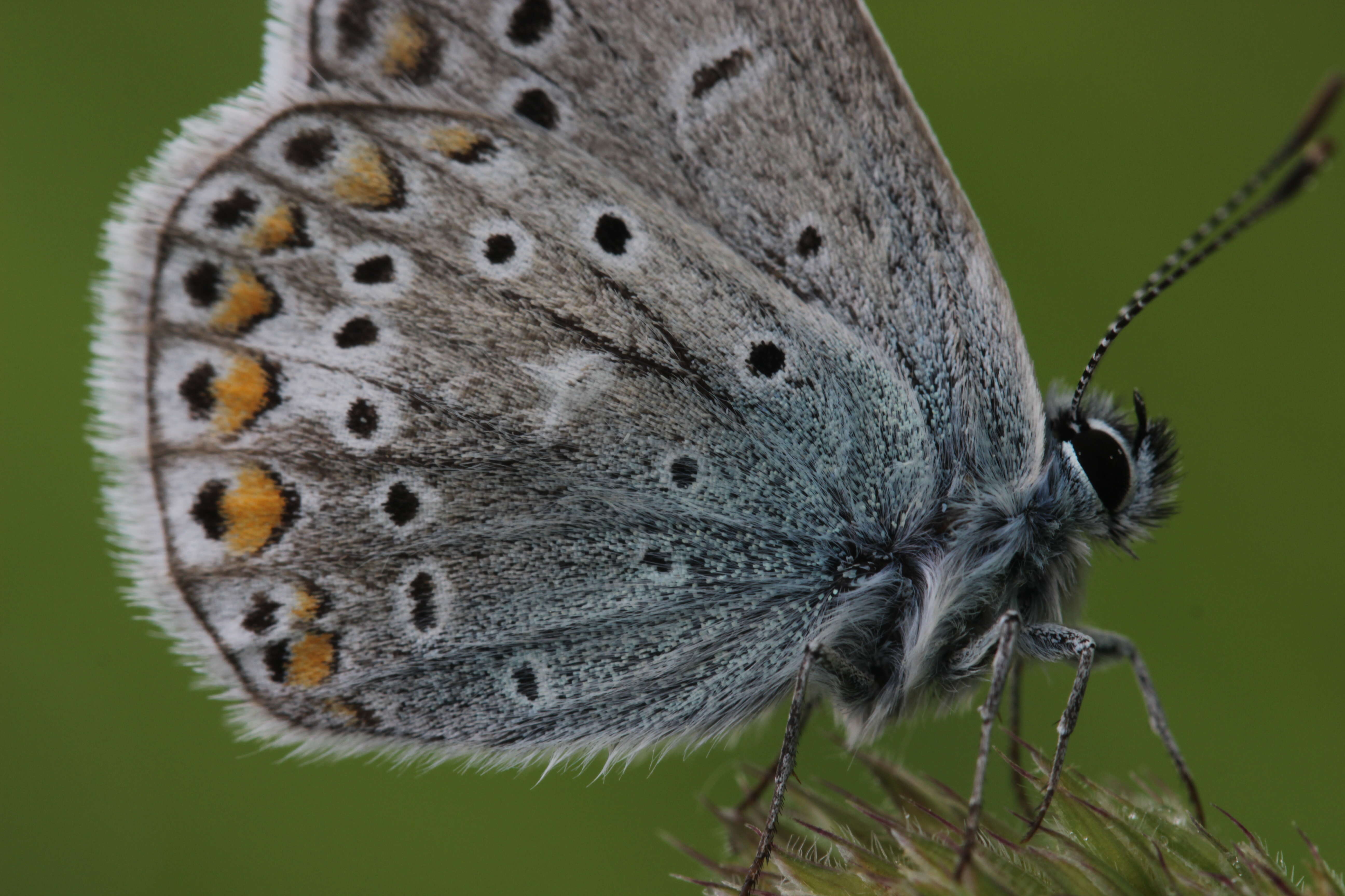 Image of common blue