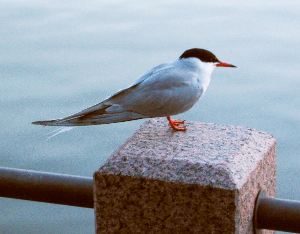 Image of Common Tern