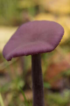 Image of Laccaria amethystina Cooke 1884