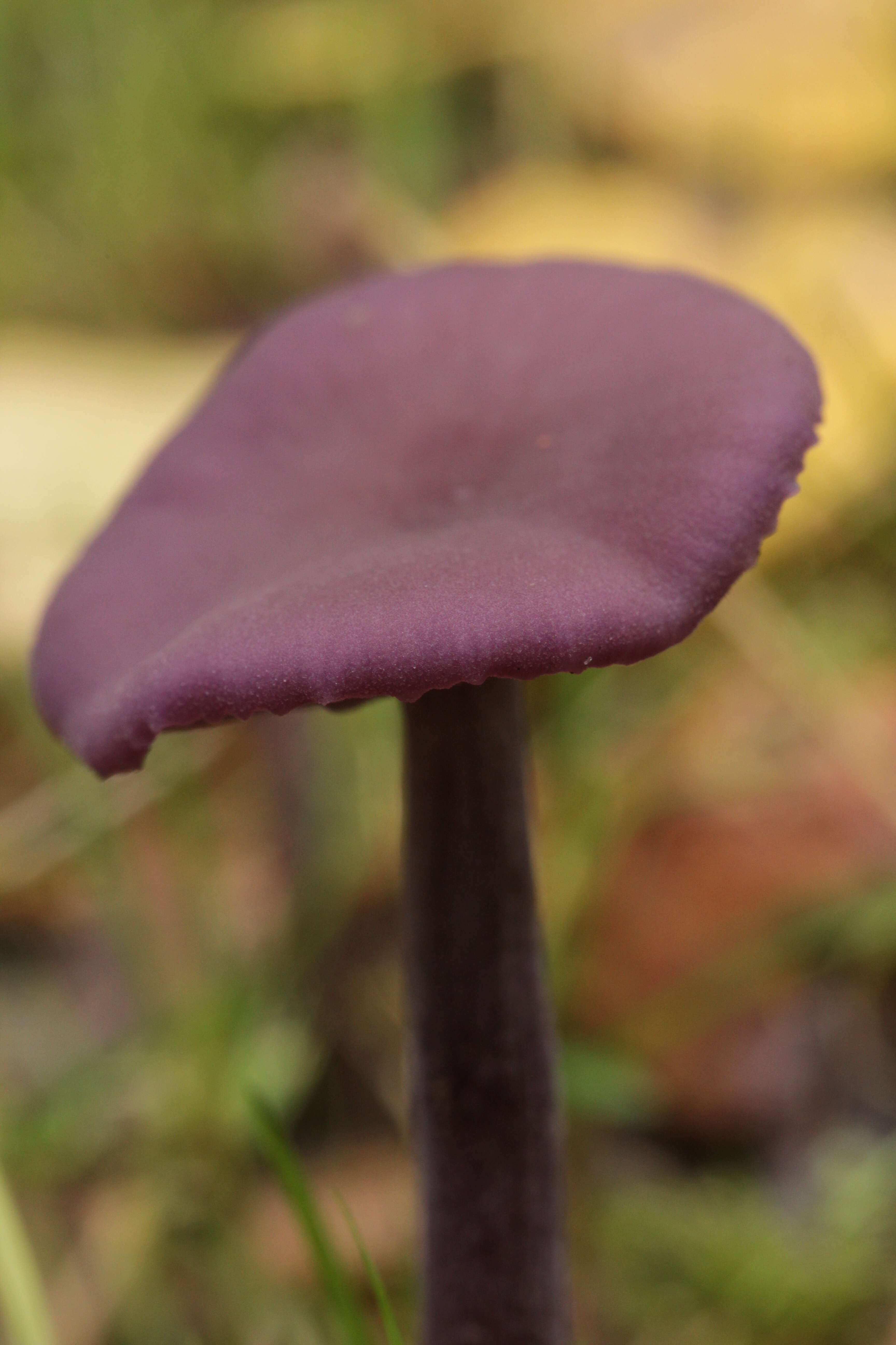 Image of Laccaria amethystina Cooke 1884