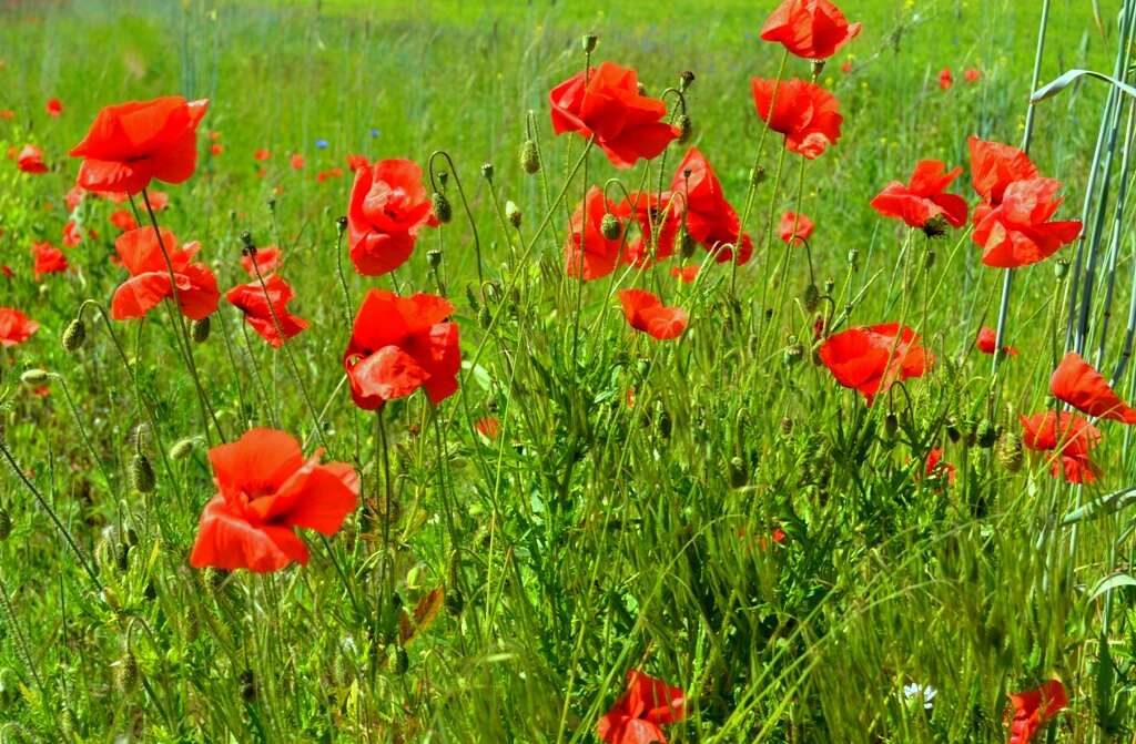 Image of corn poppy