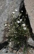 Image of Fendler's sandwort