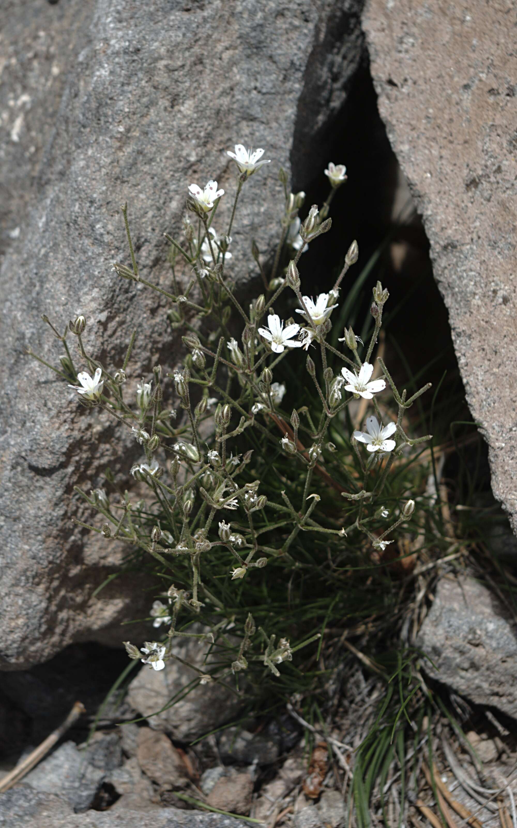 Image of Fendler's sandwort