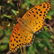 Image of Argynnis hyperbius