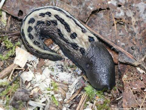 Image of ash-black slug