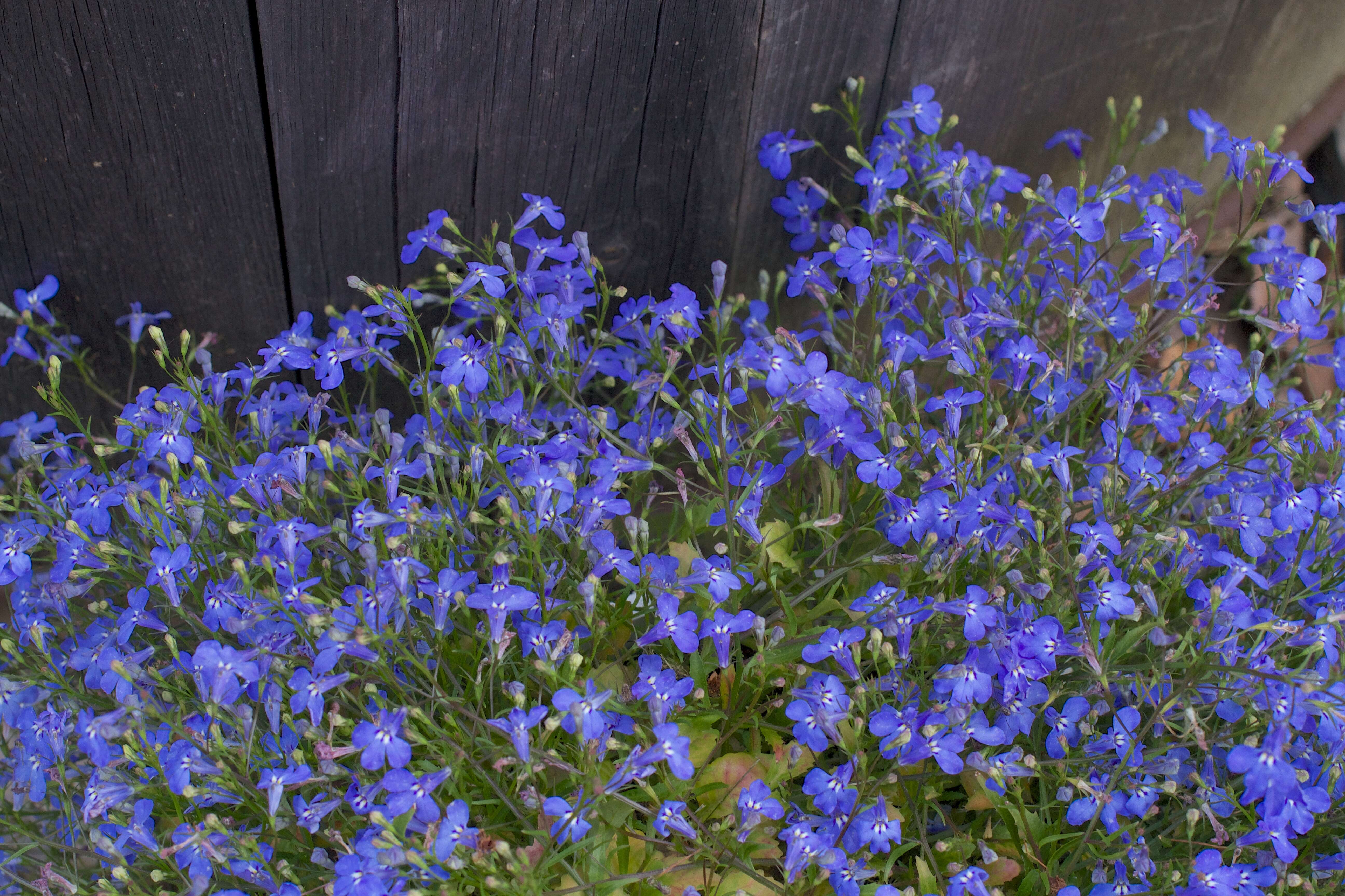 Image of edging lobelia