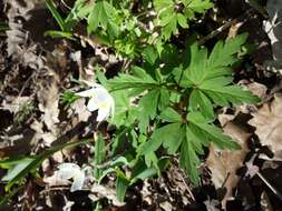 Imagem de Anemone nemorosa L.