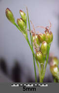 Image of Round-fruited Rush