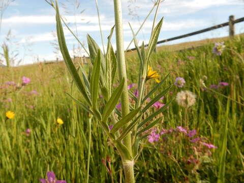 Слика од Knautia arvensis (L.) Coulter