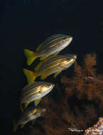 Image of African Striped Grunt