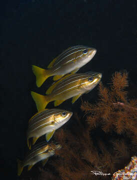 Image of African Striped Grunt