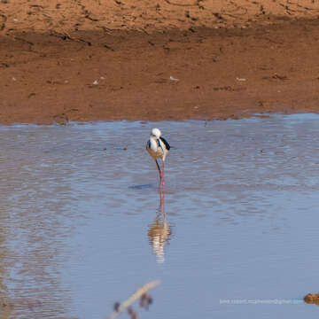 Image of Pied Stilt