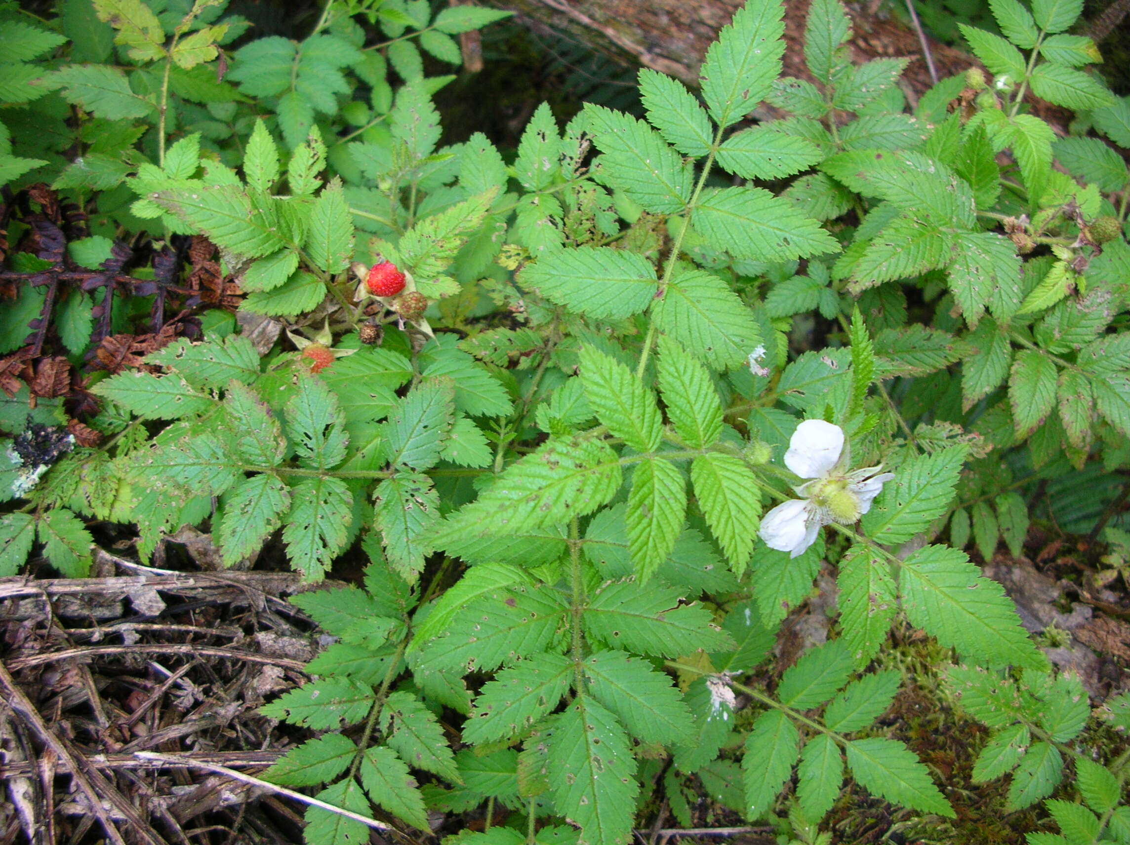 Image of West Indian raspberry