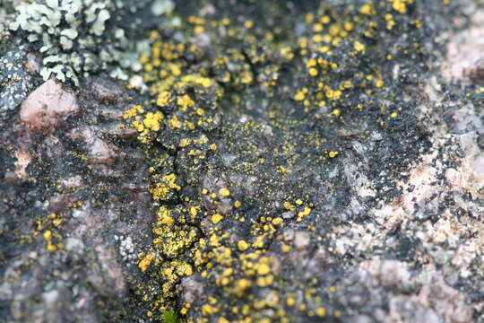 Image of eggyolk lichen