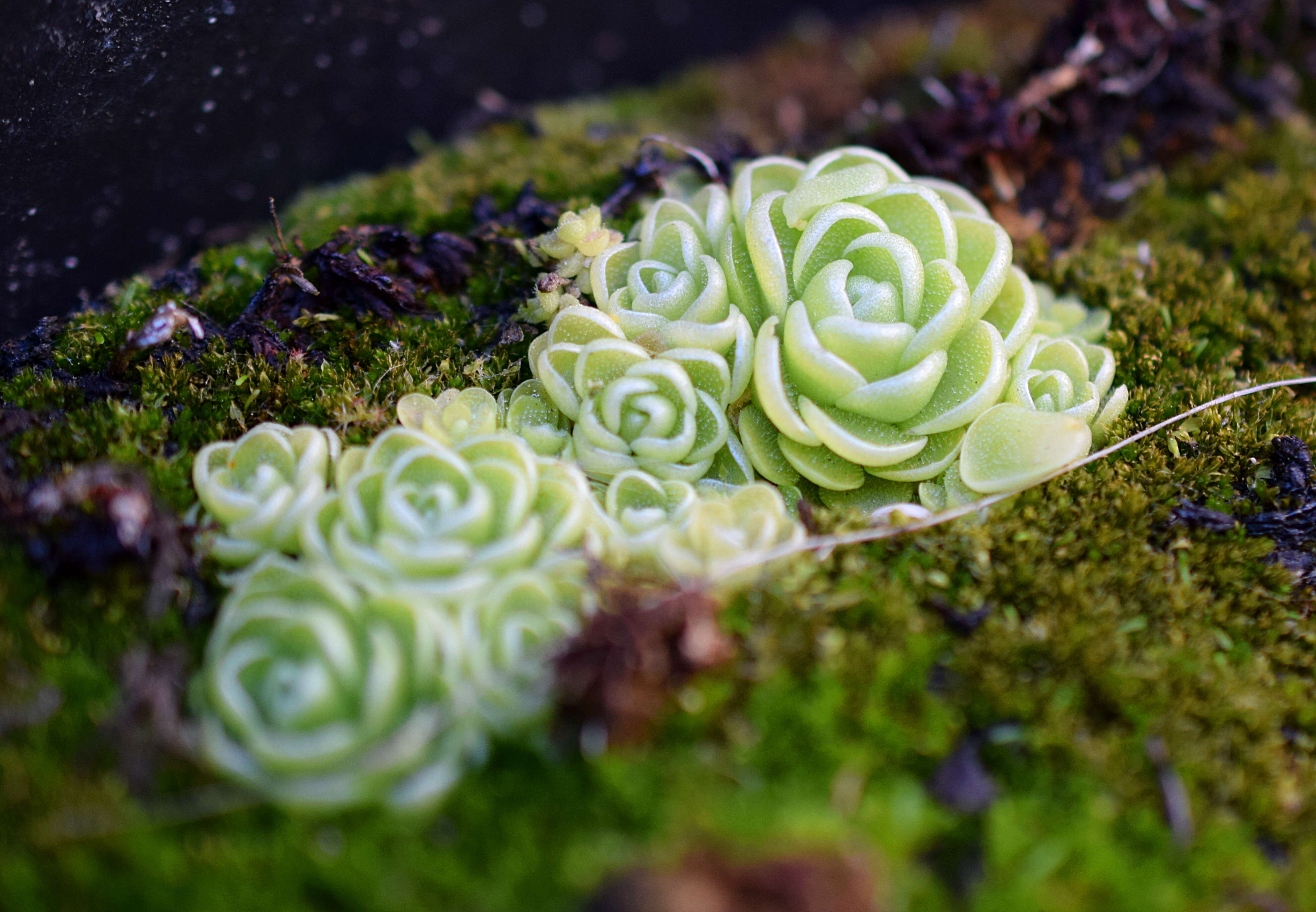 Imagem de Pinguicula esseriana B. Kirchner