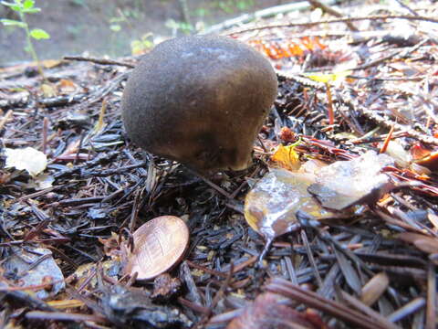 Imagem de Lycoperdon umbrinum Pers. 1801