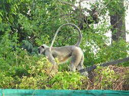 Image de Semnopithecus hypoleucos Blyth 1841